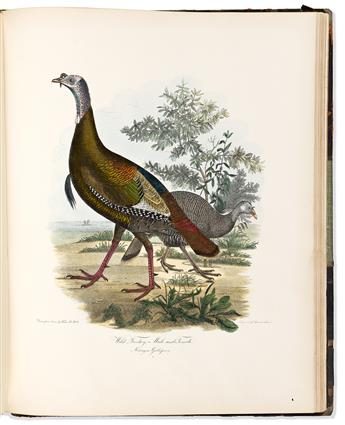 (NATURAL HISTORY.) Alexander Wilson; and Charles Lucien Bonaparte. American Ornithology;